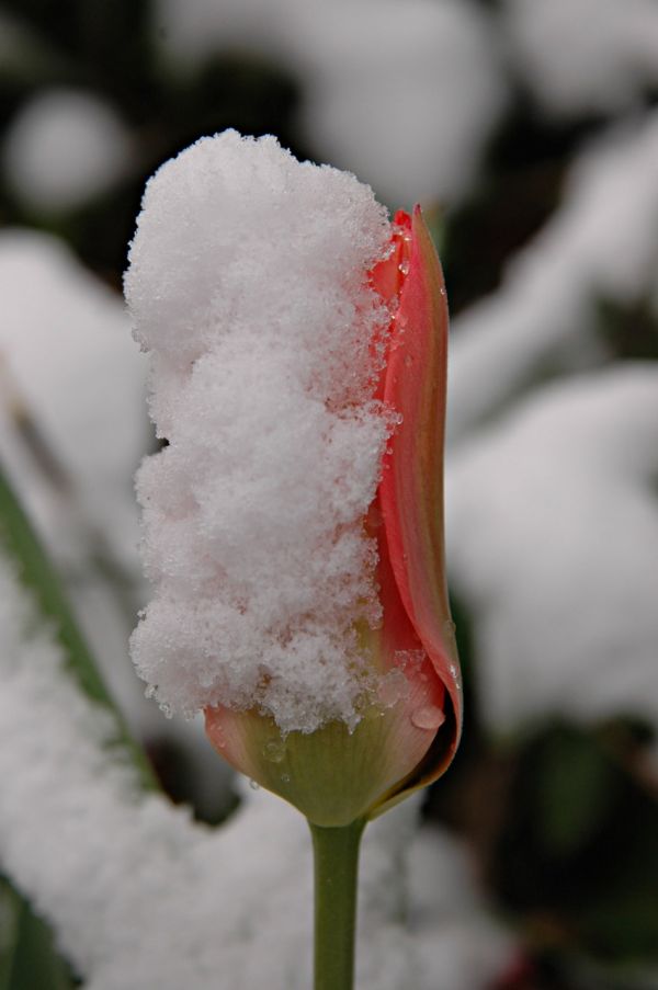 Snowy Tulip (dont touch)